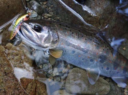 夏のアマゴは難しい